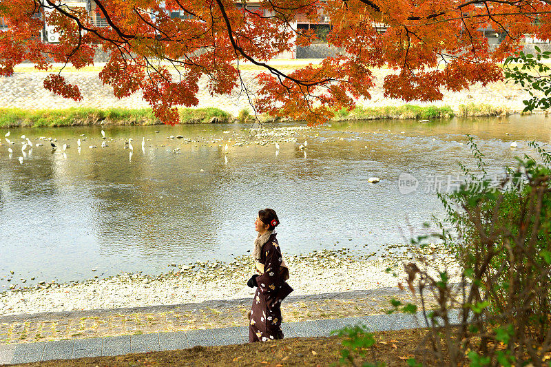 穿着和服的日本妇女沿着京都的加茂河行走