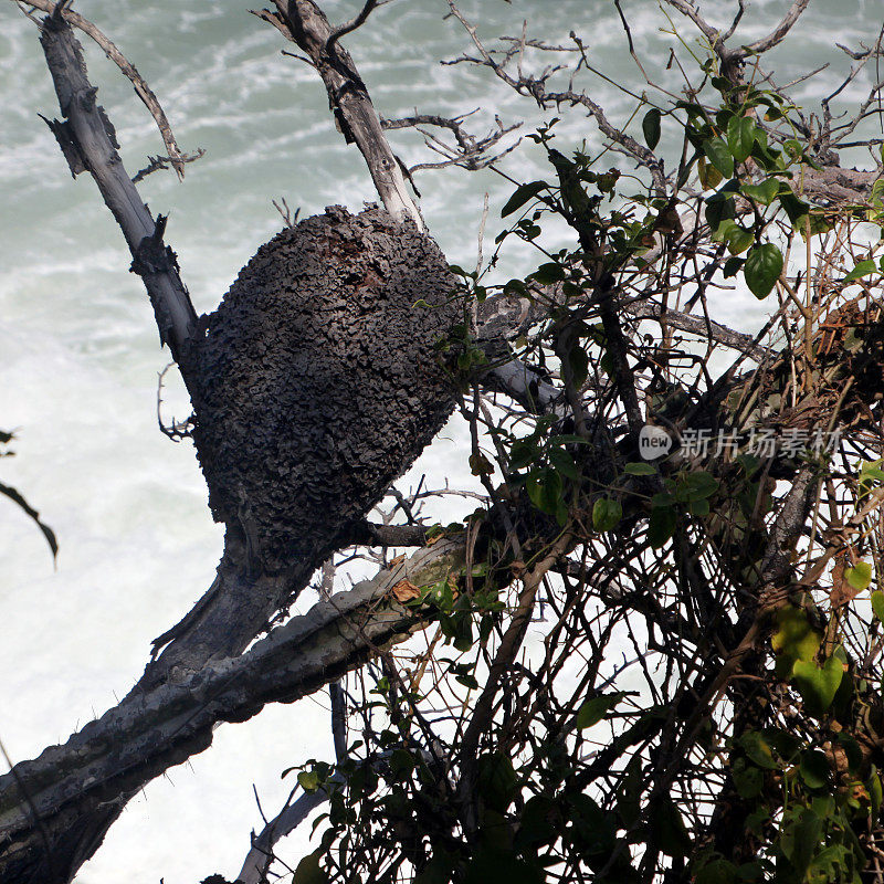 白蚁在哥伦比亚圣玛尔塔的泰罗纳国家公园筑巢。
