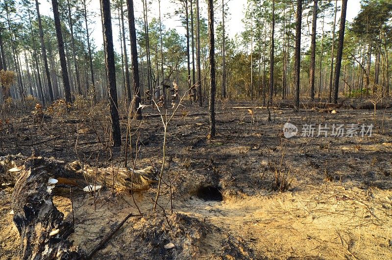 后控制烧伤拍摄锯棕榈站在森林和地鼠龟洞在松林