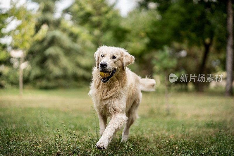 金毛寻回犬在公园里玩网球