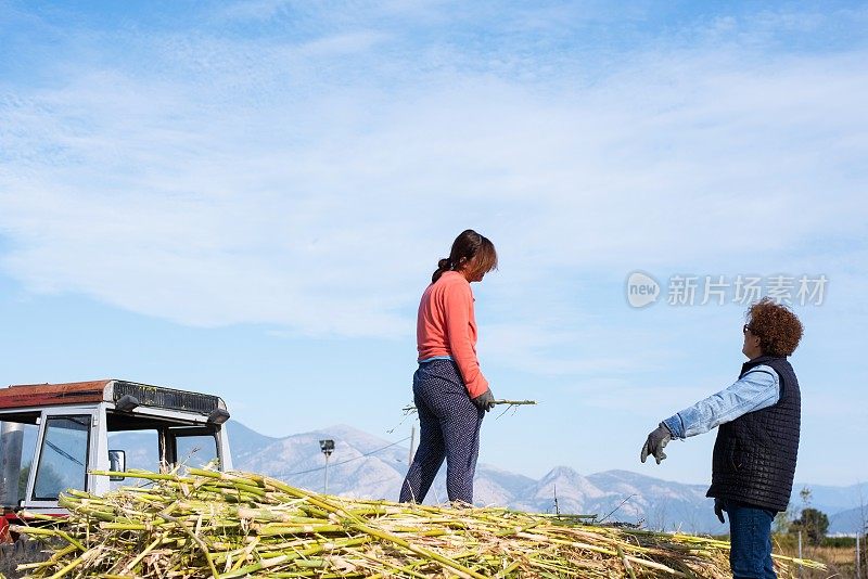 女农民在炎热的夏天一起工作