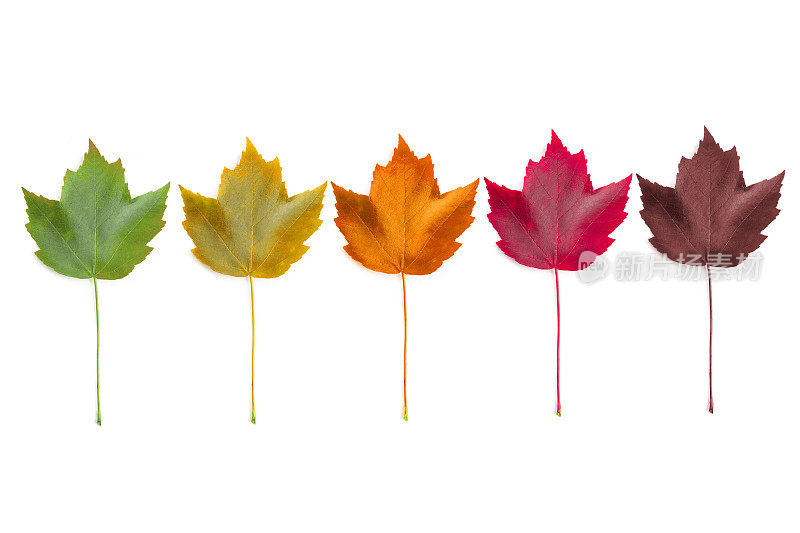 秋天的枫叶在不同的颜色阶段