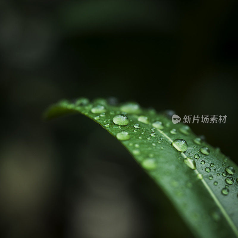 树叶带着雨滴，靠近