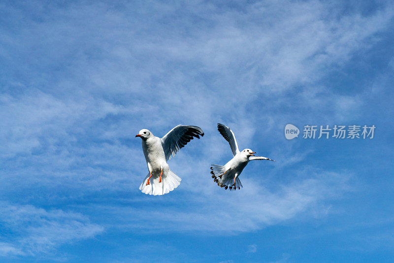 海鸥和晴朗的天空