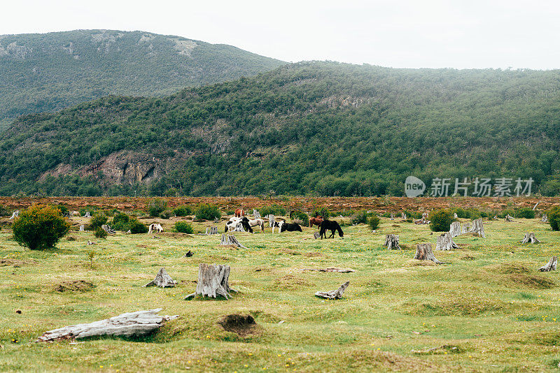 阿根廷巴塔哥尼亚火地岛的野马在野外自由活动