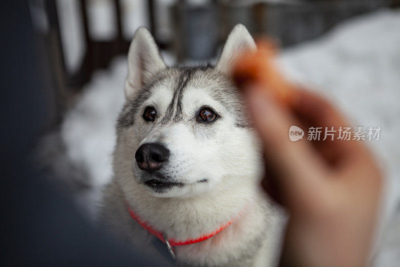 哈士奇很饿