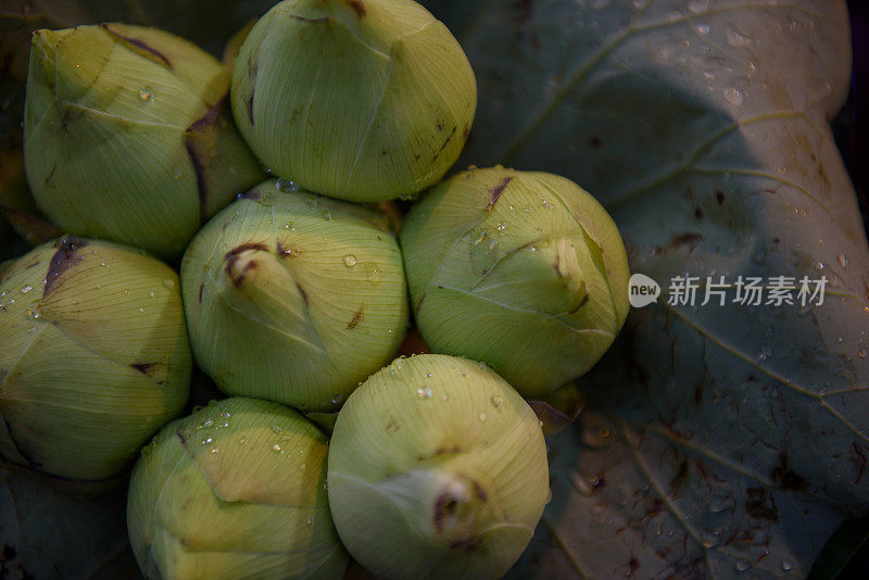 荷花和睡莲