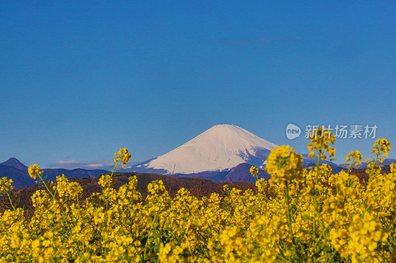 富士山油籽开花