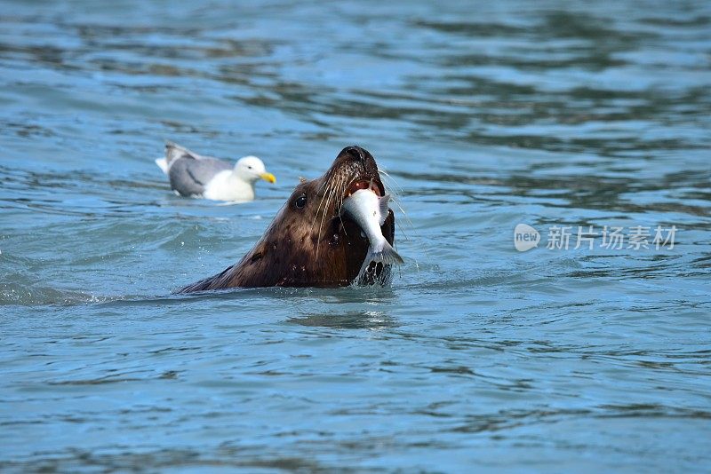 虎头海狮捕获鲑鱼