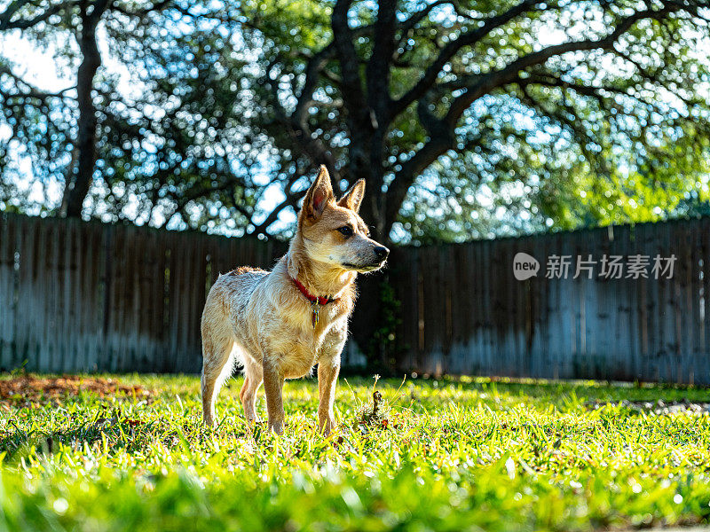 后院的小型杂种狗