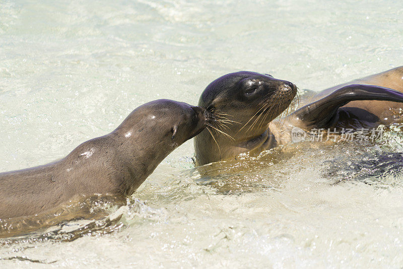 加拉帕戈斯海狮在水中嬉戏