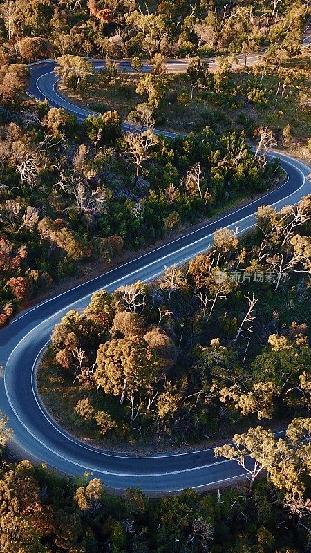 森林中蜿蜒道路