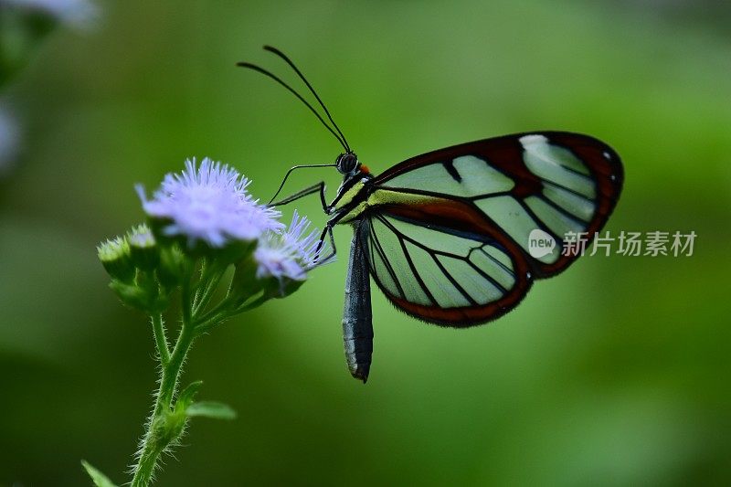 亮翅蝶栖息在丁香花上进食