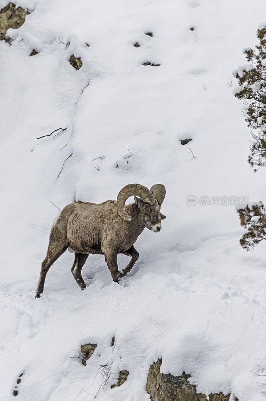 冬天的大角羊、加拿大绵羊、黄石国家公园;