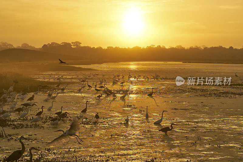 大蓝鹭和大白鹭在日出时在佛罗里达中部的奥兰多湿地公园捕猎