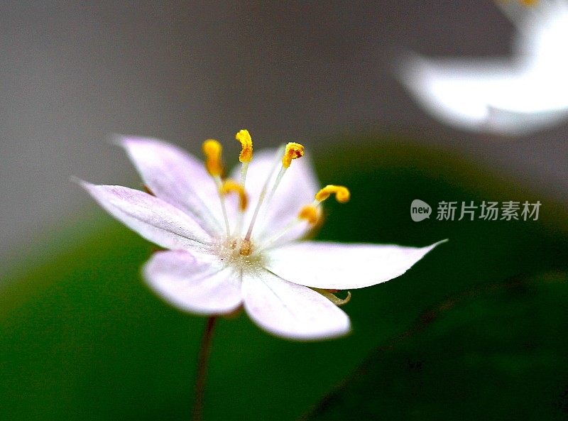 双胞胎花的极端特写