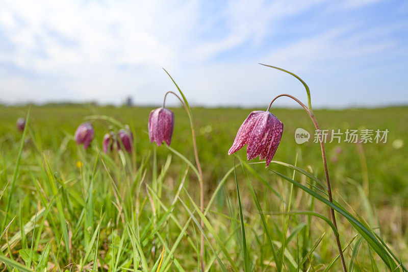 花斑百合(贝母)在一个美丽的春天的一天在草地上