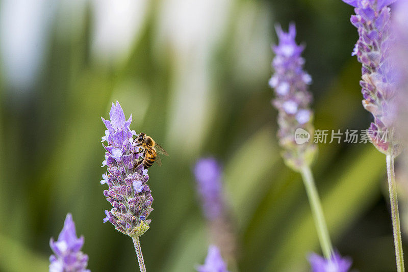 薰衣草的蜜蜂