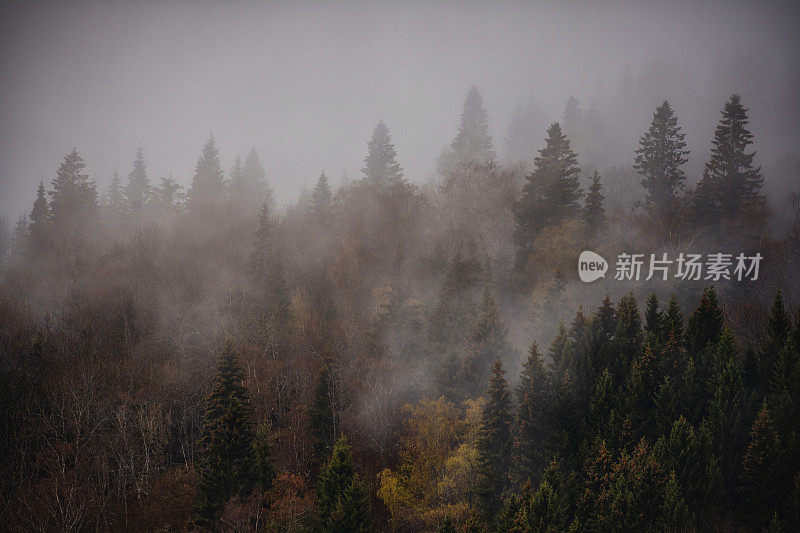 北方雾蒙蒙的森林:山上的树有雾