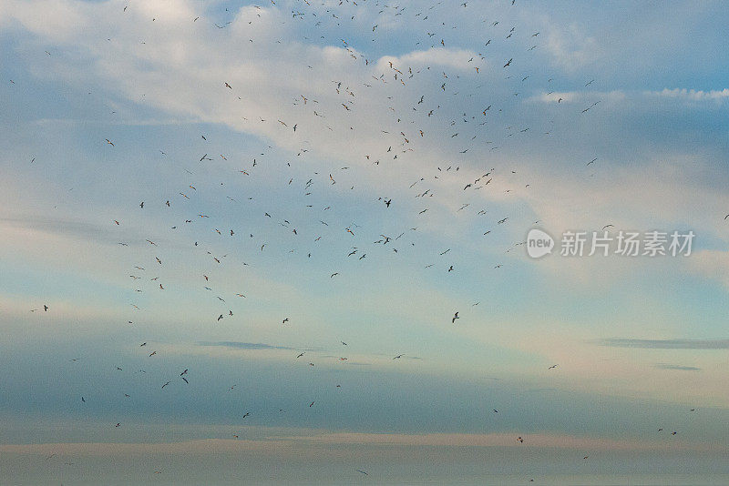 一群海鸥在多云的天空中随机地飞翔