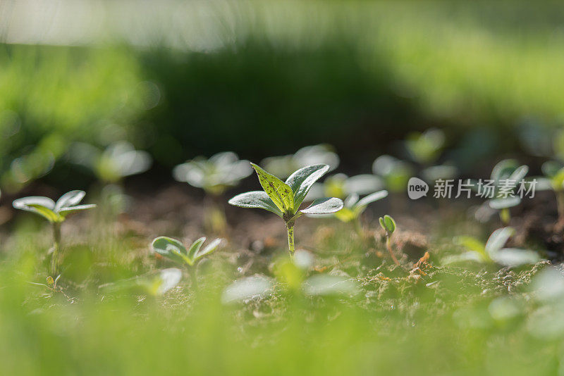 幼苗在晨光自然背景下