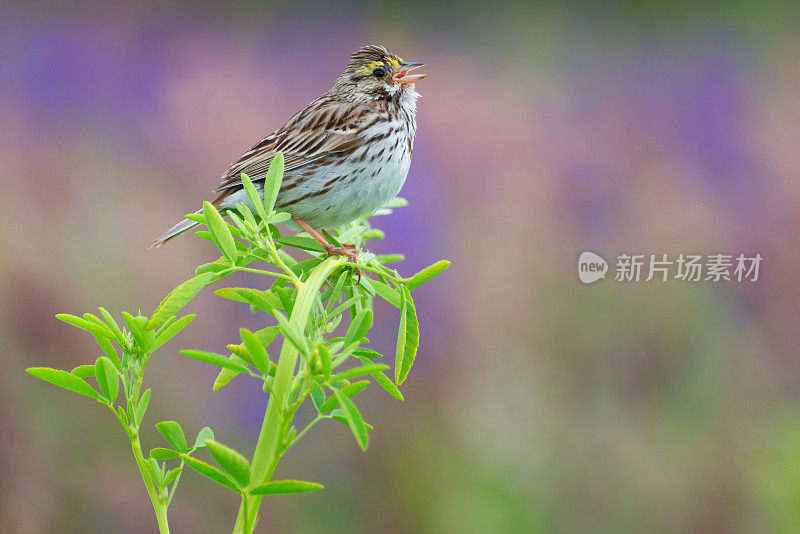 萨凡纳麻雀