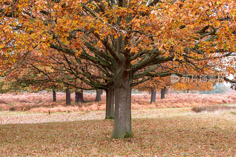 秋天的树木和树叶在里士满公园在伦敦