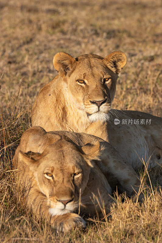 狮子休息。非洲博茨瓦纳的奥卡万戈三角洲