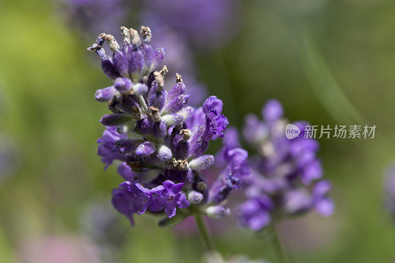 英国，夏天花园里的薰衣草花