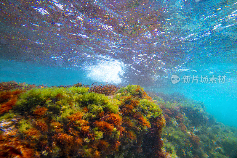 地中海水下景观珊瑚礁与鱼类