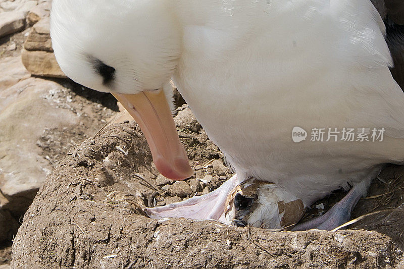 黑眉信天翁妈妈和刚出生的雏鸟