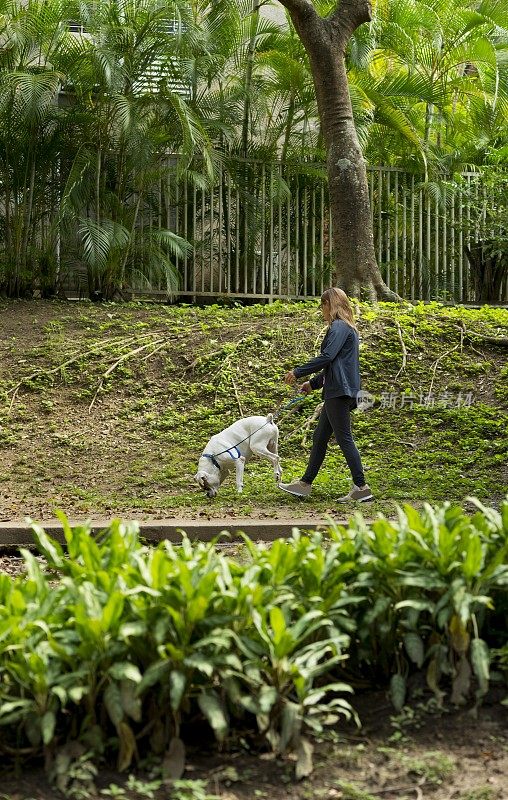 带着拳击犬散步的三岁妇女