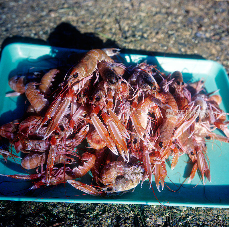 海鲜、甲壳类