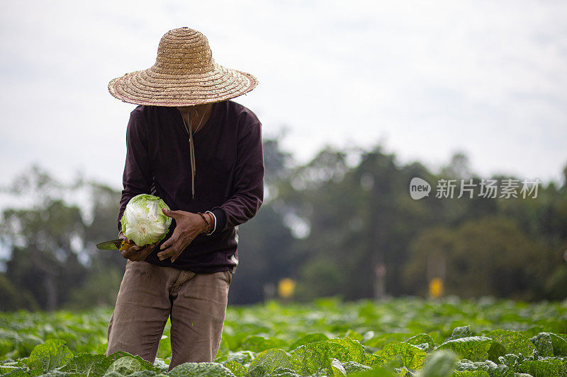 亚洲男性农民在卷心菜地里采摘新鲜收获的卷心菜