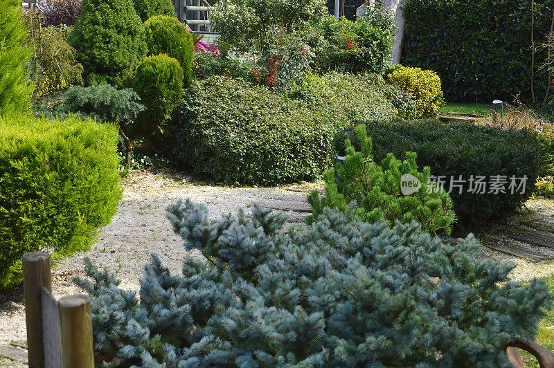 花和植物花园在后院