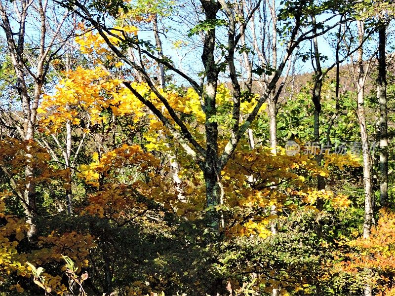 日本。十月里晴朗的一天。秋天的颜色。森林在山上。