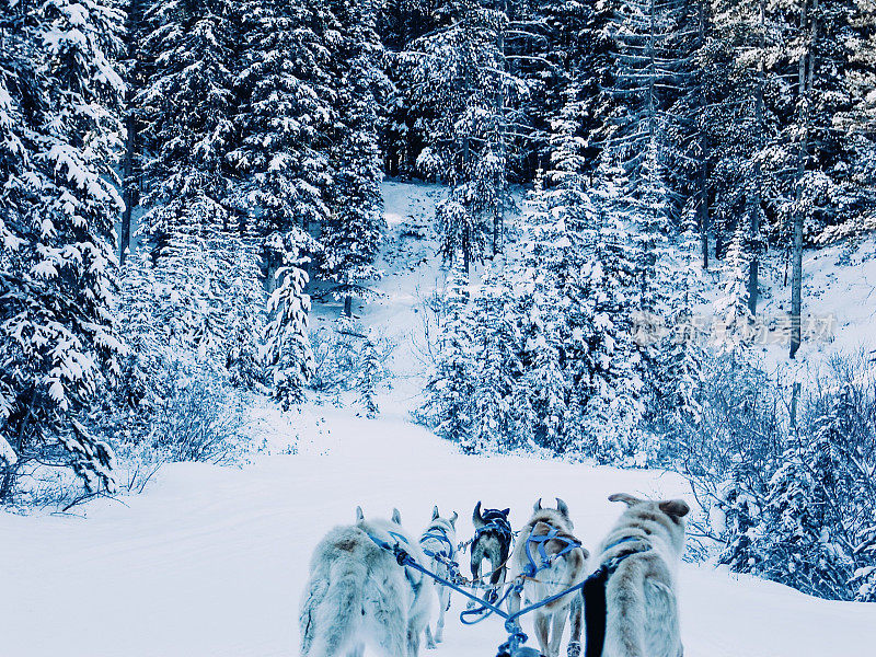 加拿大落基山脉的狗拉雪橇