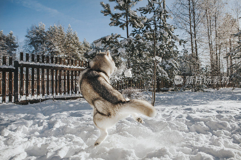 哈士奇狗抓雪球