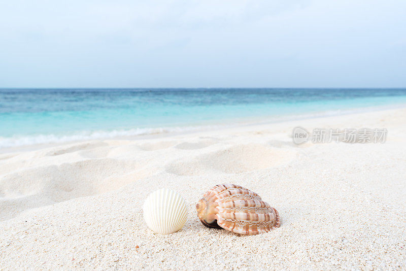 夏天的海滩和贝壳景色