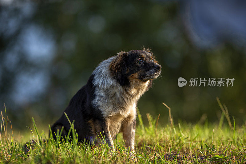 狗儿坐在屋外的草地上