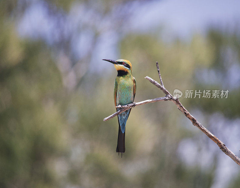 澳大利亚野生鸟类彩虹蜂食鸟