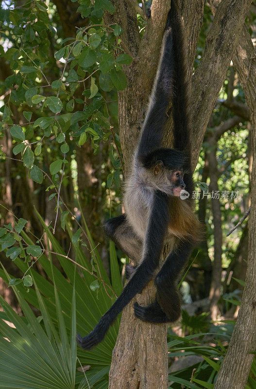 卡曼湖附近尤卡坦半岛仙喀安生物圈保护区的野生蜘蛛猴