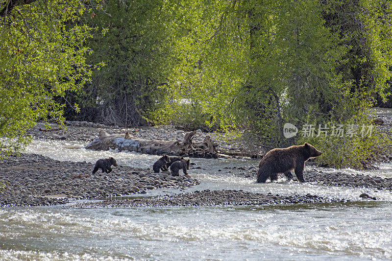 四只灰熊幼崽和它的妈妈