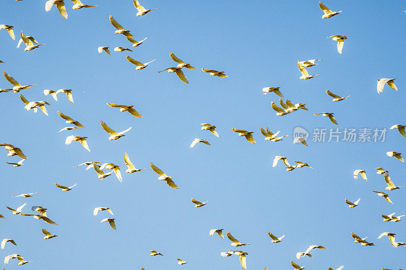 一群凤头鹦鹉在明亮的蓝天和晨光中飞翔