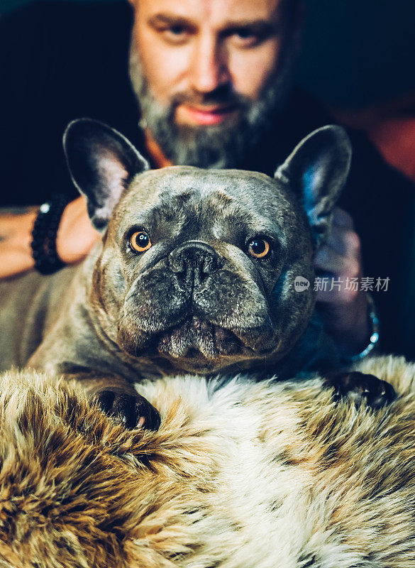 法国斗牛犬和宠物主人的肖像