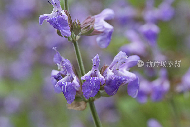 六月，北约克郡花园里的鼠尾草，