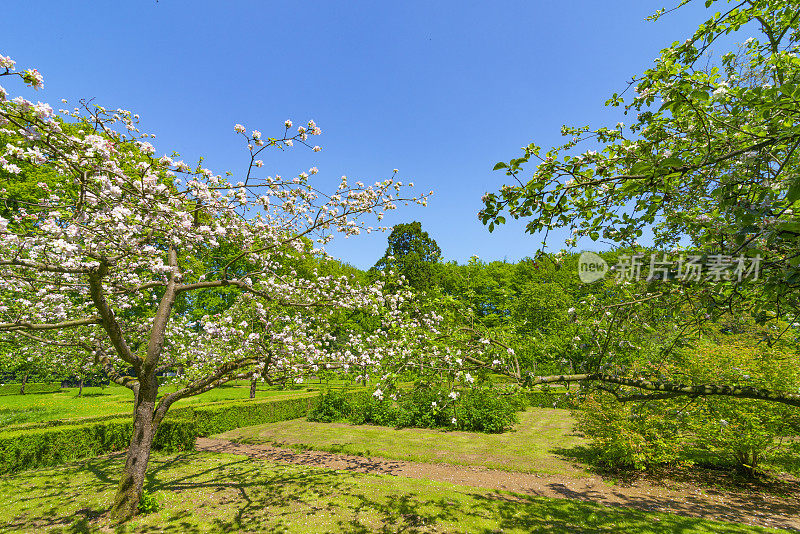 果园里的苹果树在春天开白花