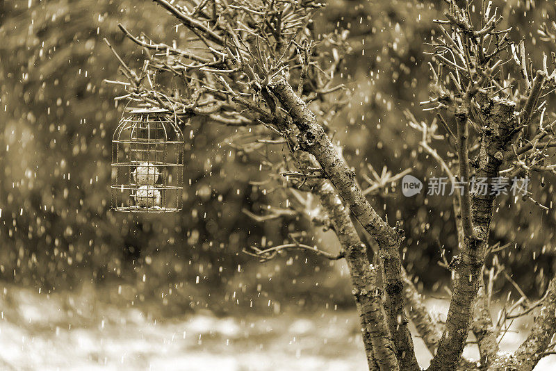 雪地里的果树