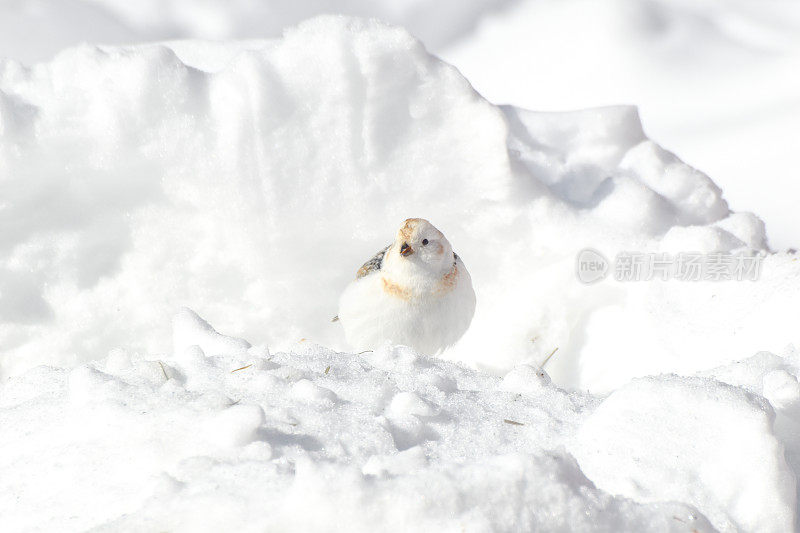 阿拉斯加内陆的雪旗