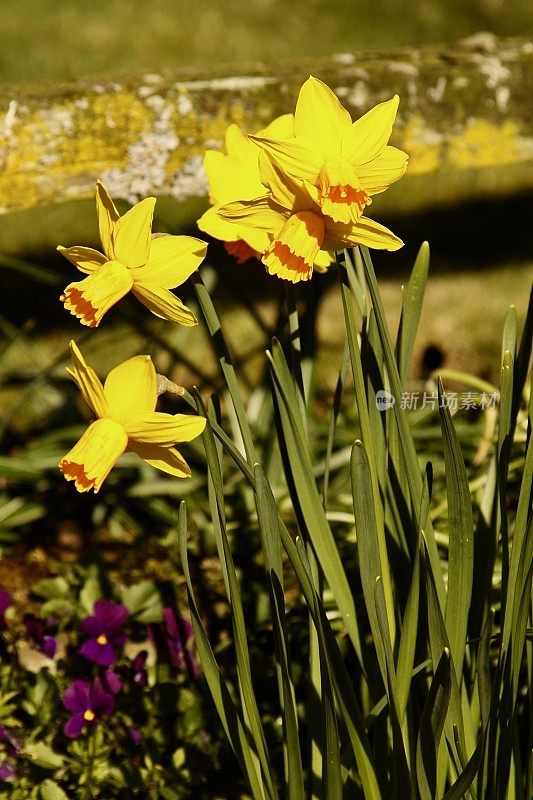 小小的Daffodils